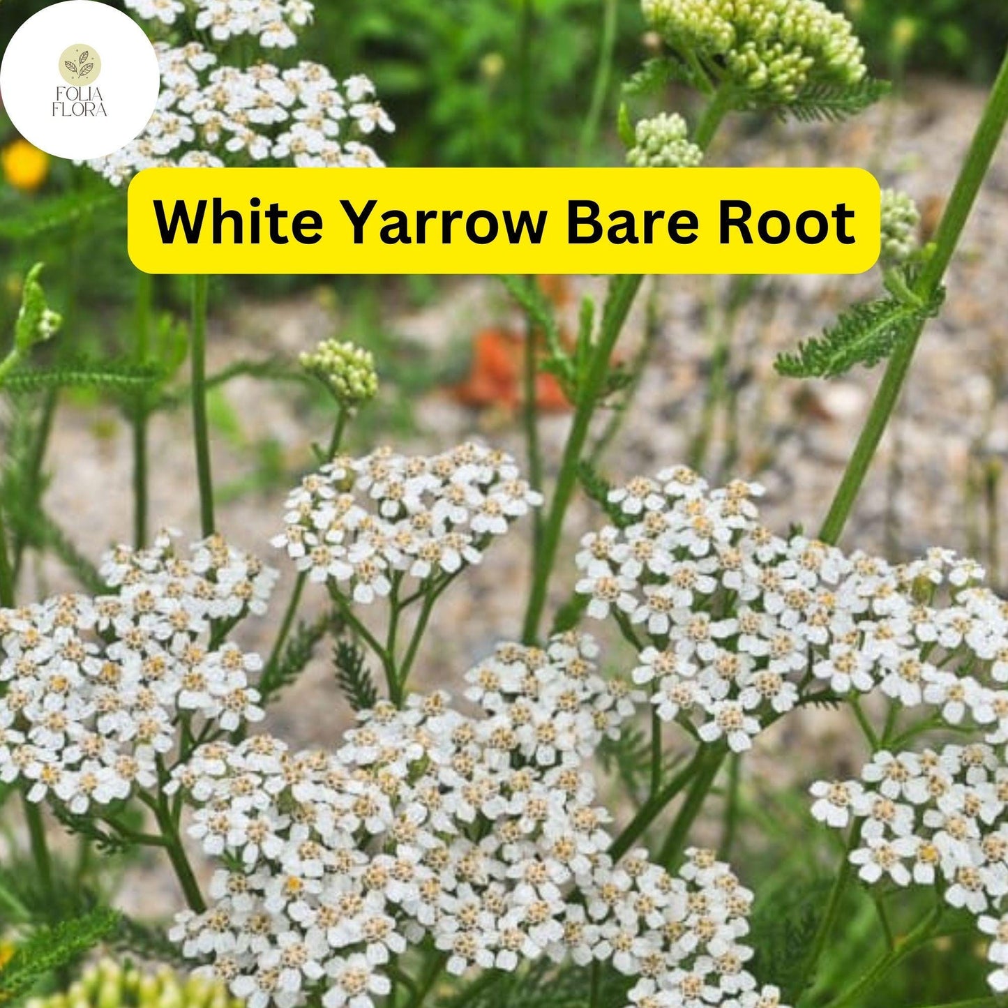 1 White Yarrow, Achillea millefolium, Perennial Bare Root Live Garden Plant