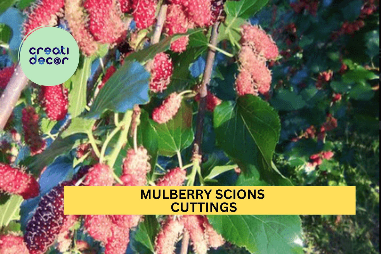 5 Mulberry Scions/Cuttings – You Choose Variety – Unrooted Hardwood for Grafting or Propagation – Sweet Fruit Tree Starter – USA