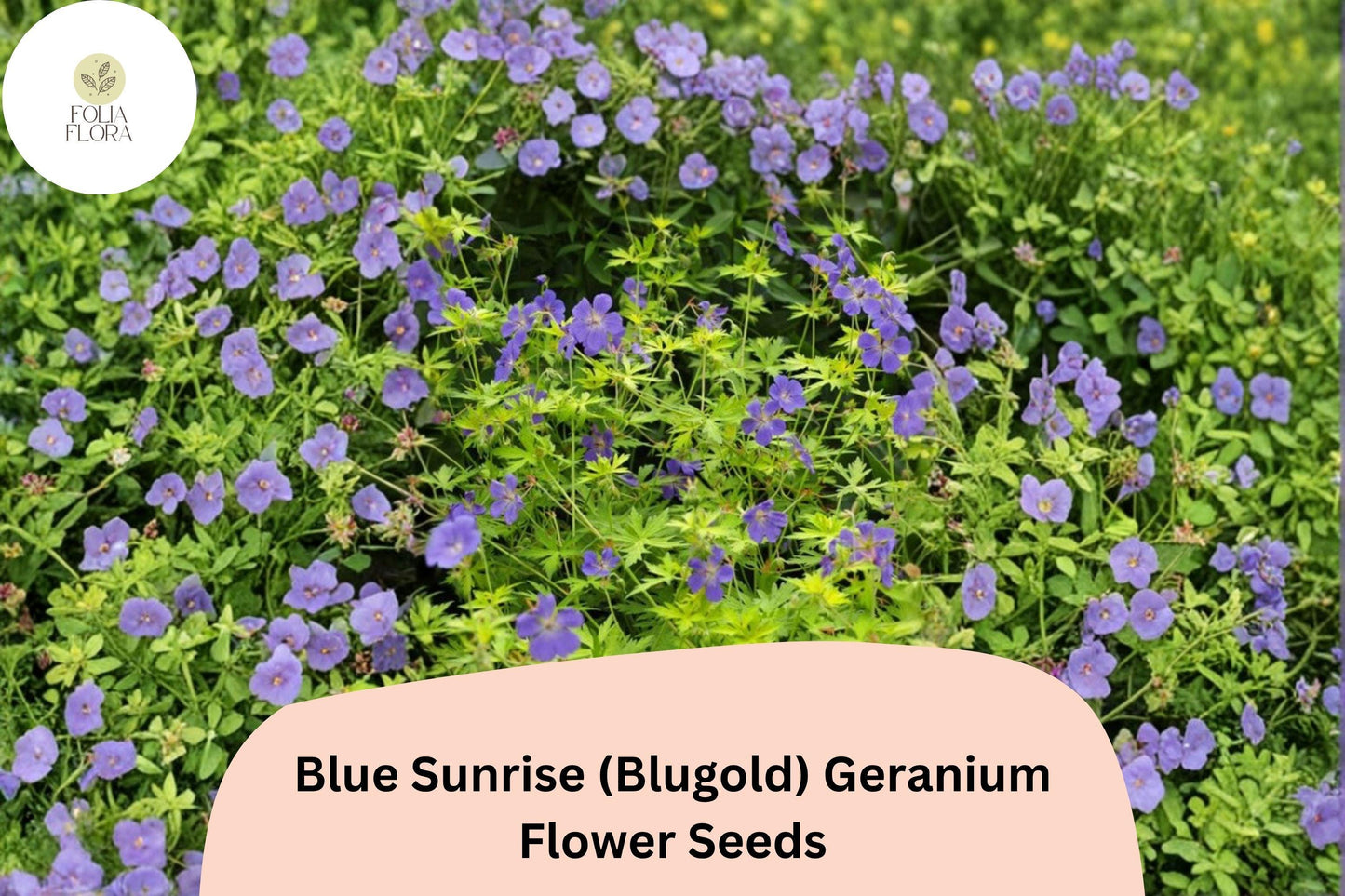 25+ Blue Sunrise (Blugold) Geranium Seeds: Hardy Perennial Garden Plant, Violet-Blue Blooms, Easy to Grow, Ideal for Pots & Borders
