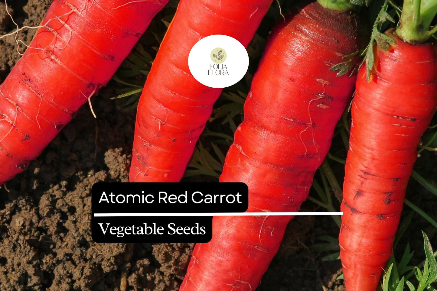 150 Seeds Atomic Red Carrot (Daucus carota) – Vibrant, Nutrient-Rich Red Carrot Variety