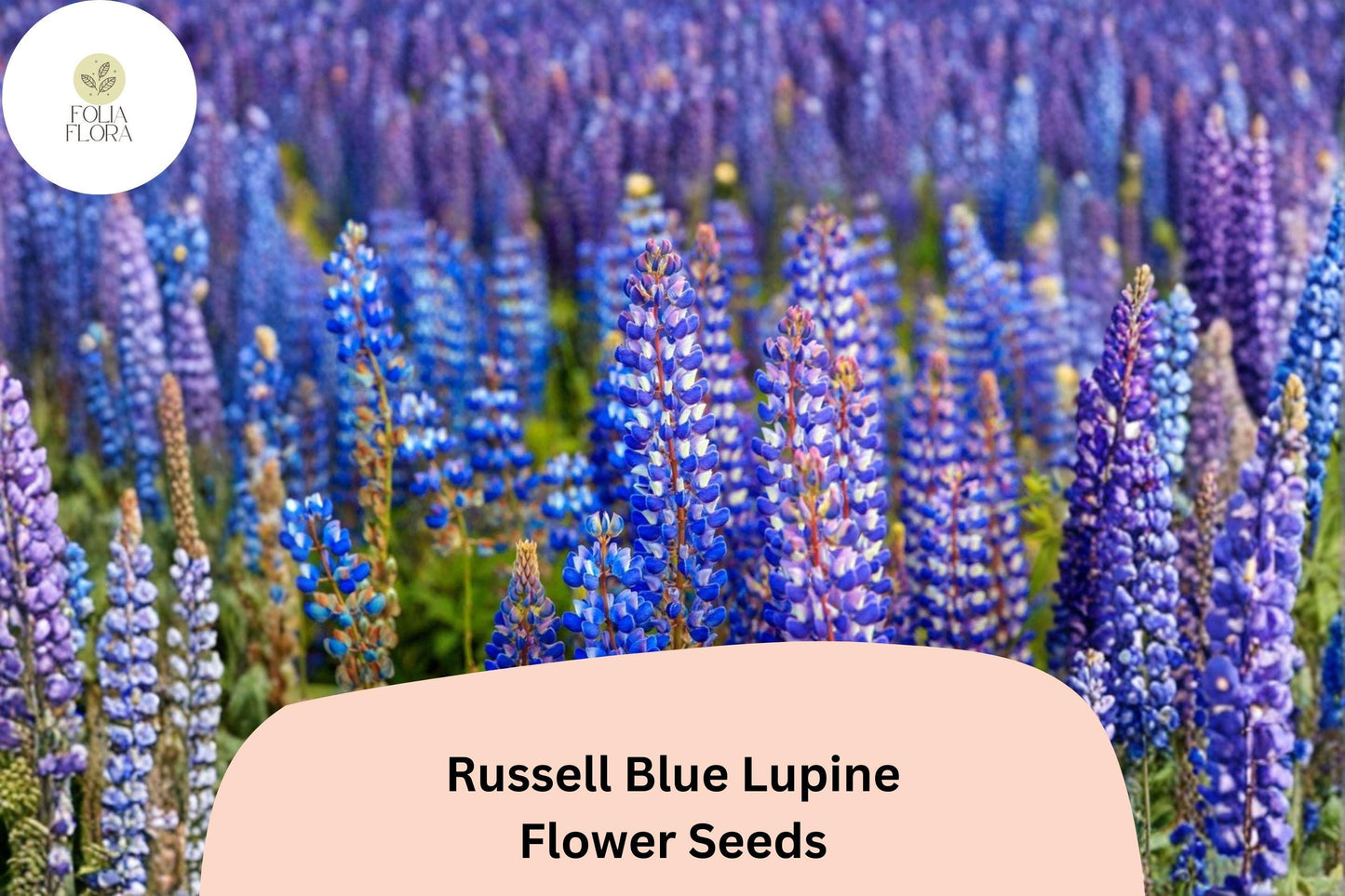 25+ Russell Blue Lupine Seeds | Blue Lupinus Russel Hybrids | Tall Spiked Blooms for Garden Planting
