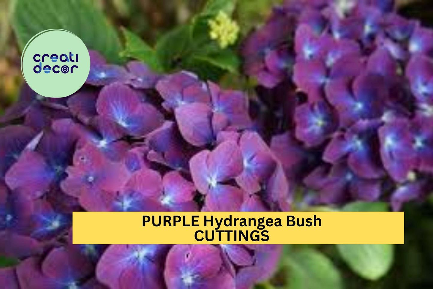 6 Purple Hydrangea Cuttings – Heirloom Variety Fresh 6” Unrooted Stems for Propagation – Vibrant Blooms – Garden Starter – USA