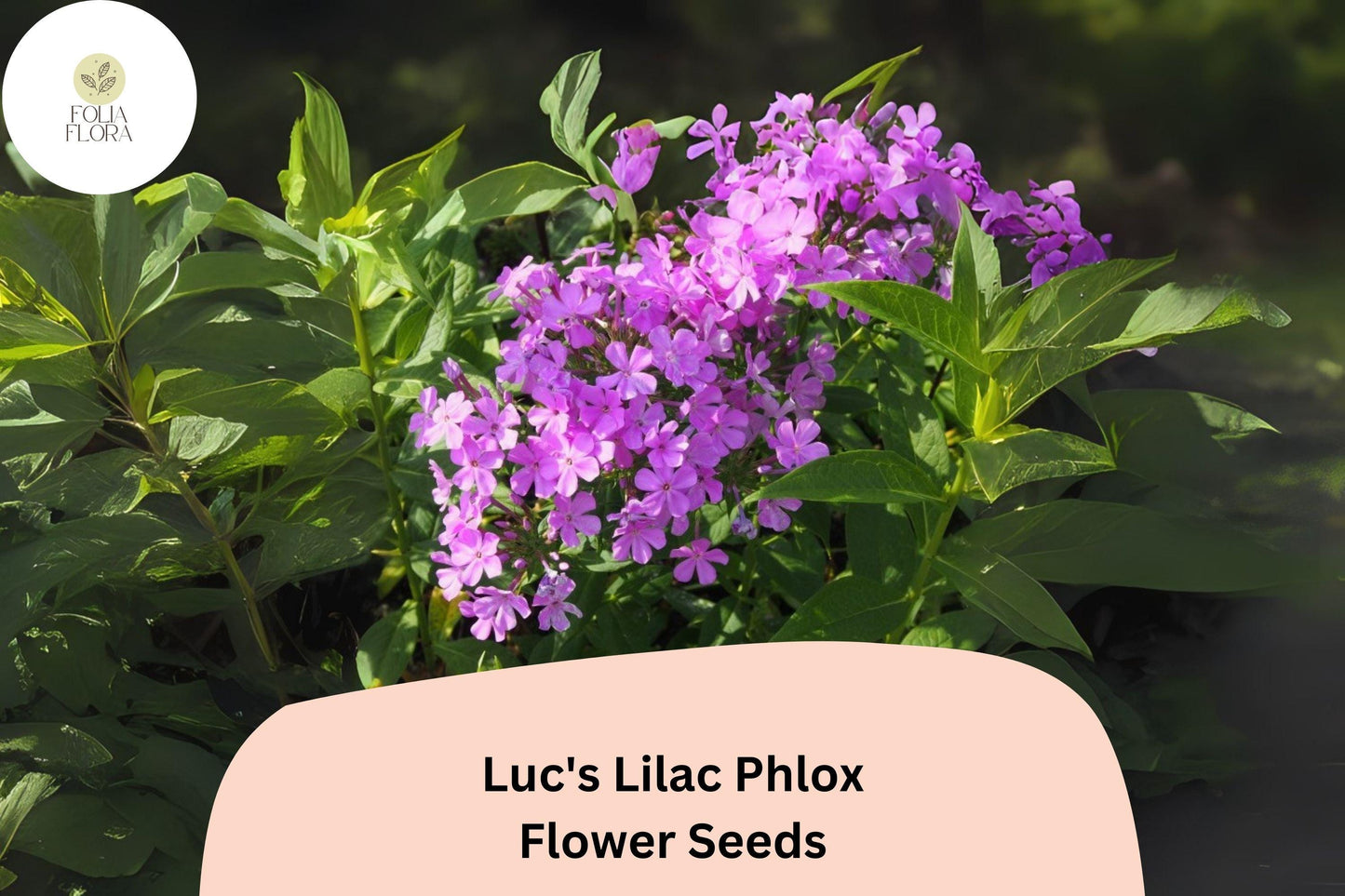 100+ Luc's Lilac Phlox Seeds – Annual Garden Flowers, Phlox drummondii