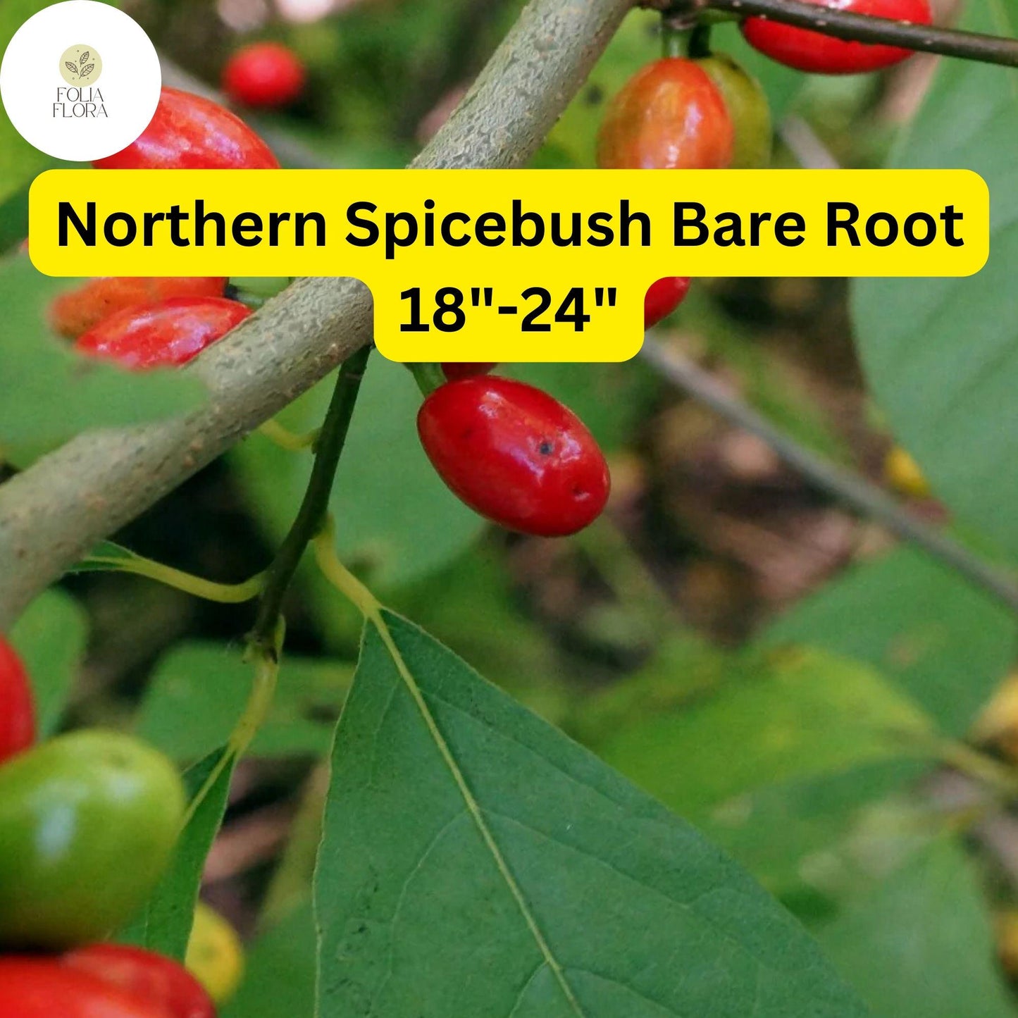 1 Lindera benzoin Northern Spicebush - Live Bare Root Plant 18"-24" for Zones 4-9 - Fragrant Wildlife-Friendly Shrub