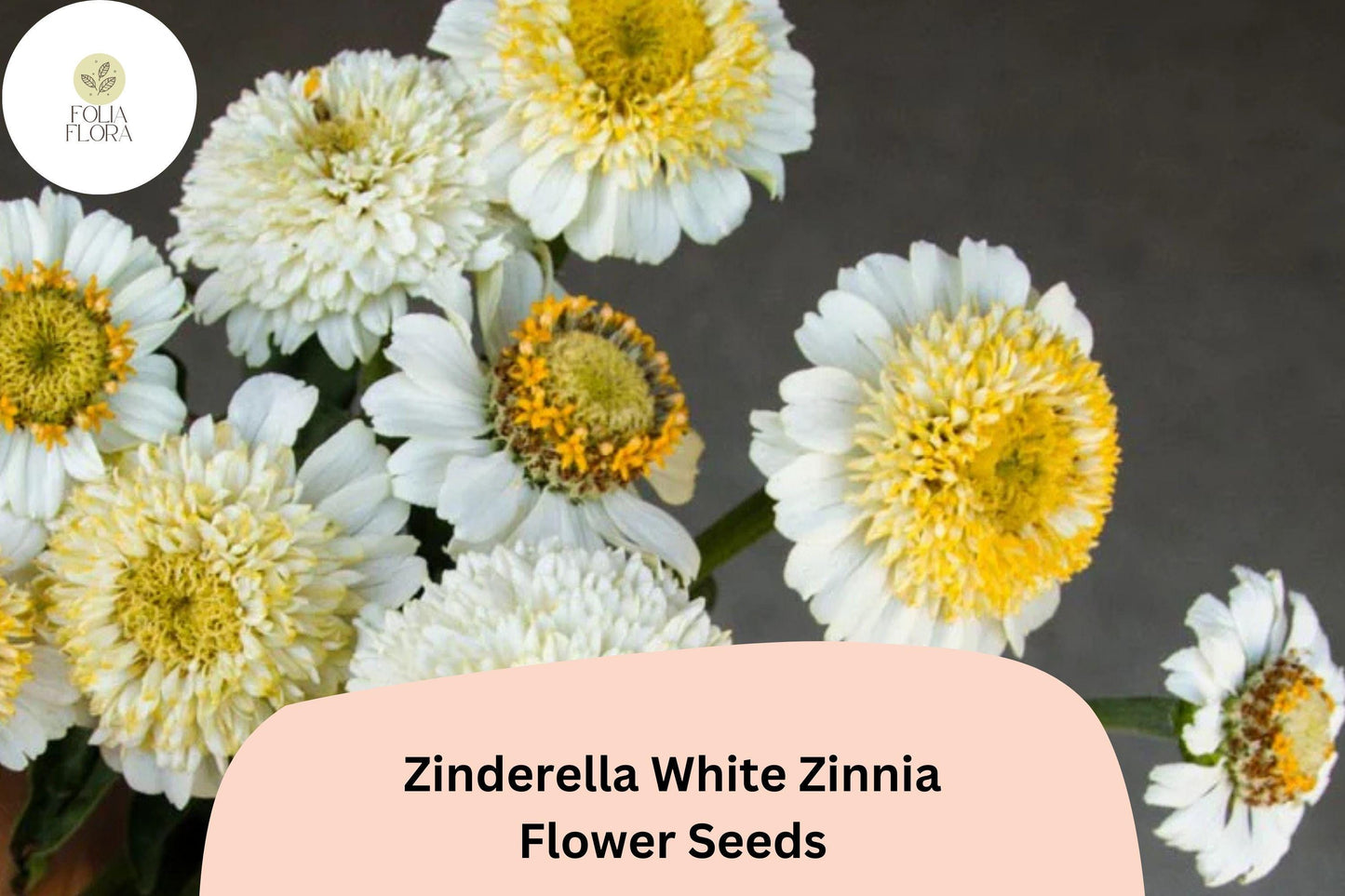 100+ Zinderella White Zinnia Seeds – Unique Double Bloom Non-GMO Annual Flowers for Garden Planting & Bouquets