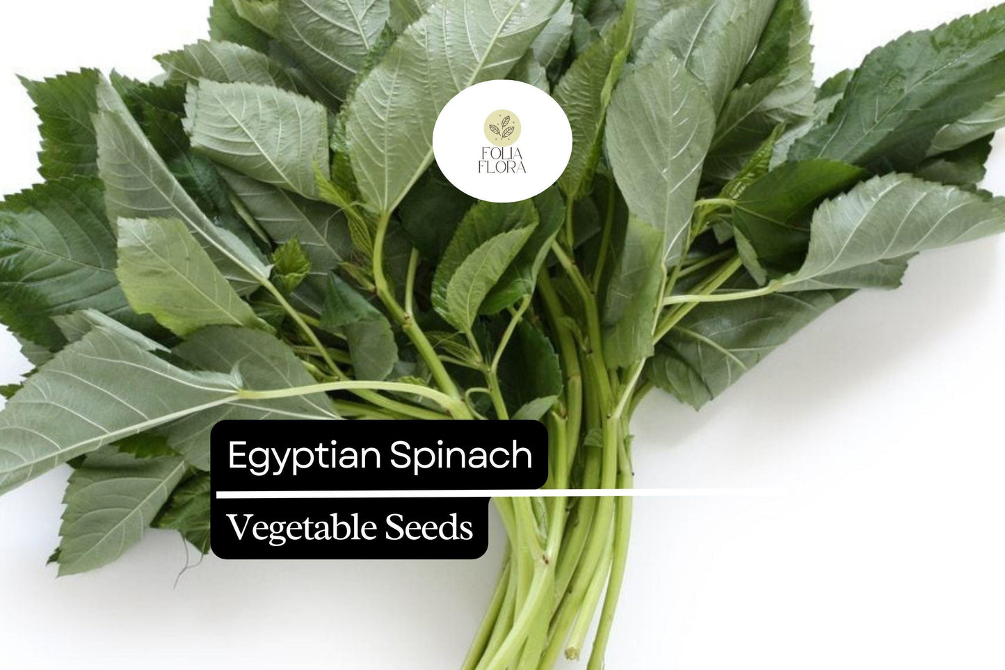 Egyptian Spinach Seeds | 25 Molokhia Seeds | Heat-Loving Leafy Green for Summer Gardening & Culinary Use