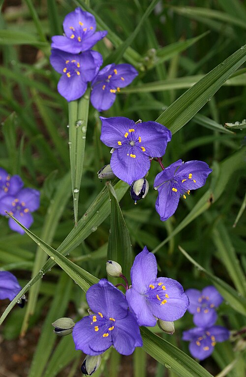 Tradescantia Occidentalis Seeds (100) Prairie Spiderwort β Native Perennial Wildflower, Blue Purple Blooms