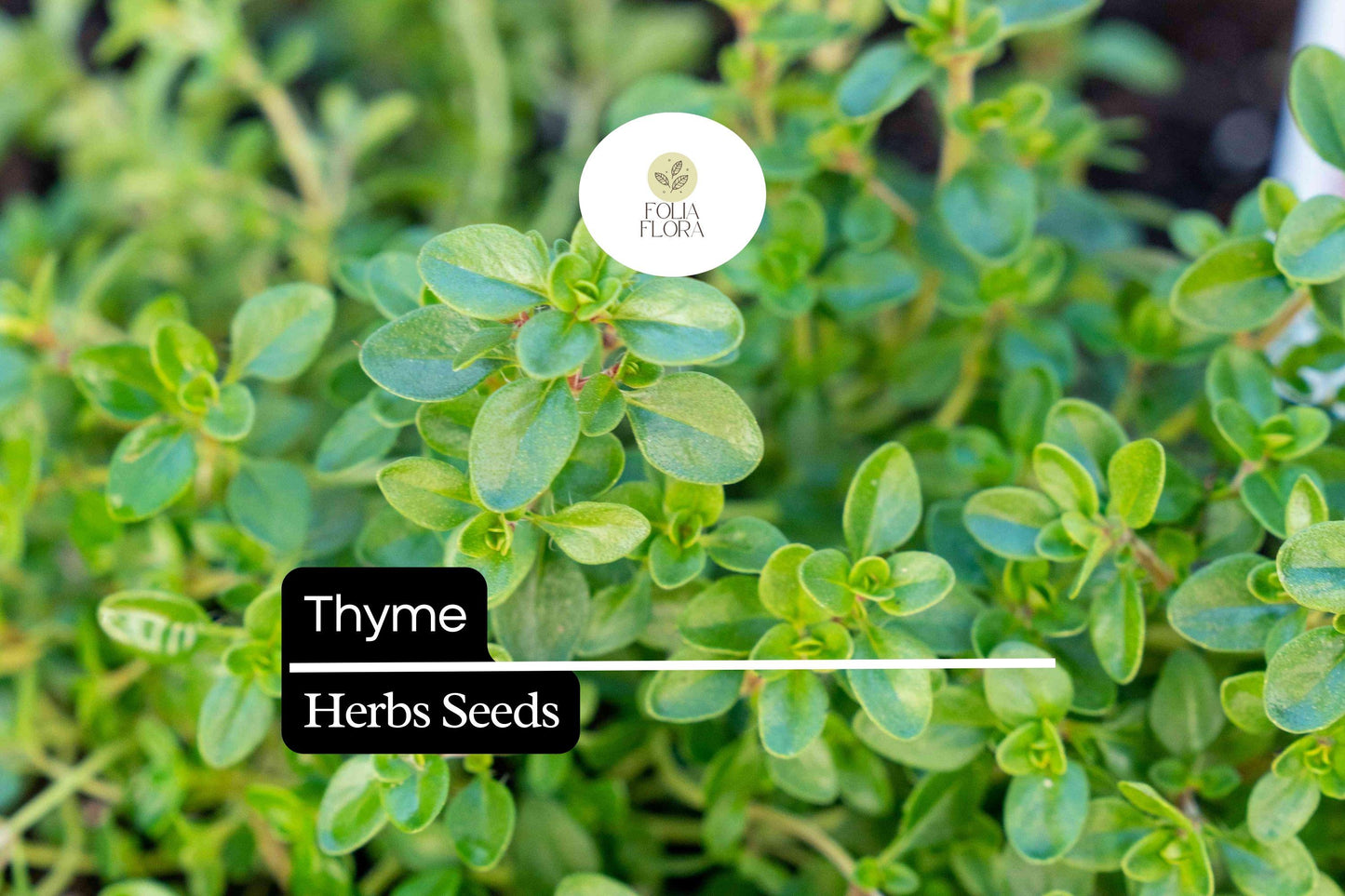 2200 Seeds Thyme (Thymus vulgaris) – Culinary Herb for Cooking, Seasoning, and Pollinator-Friendly Gardens