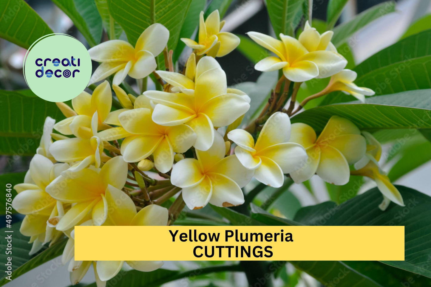 Yellow Plumeria Cuttings 2 Pack | 10” Fresh Unrooted Single-Head Frangipani | Tropical Flower Tree Starter for Garden or Pot
