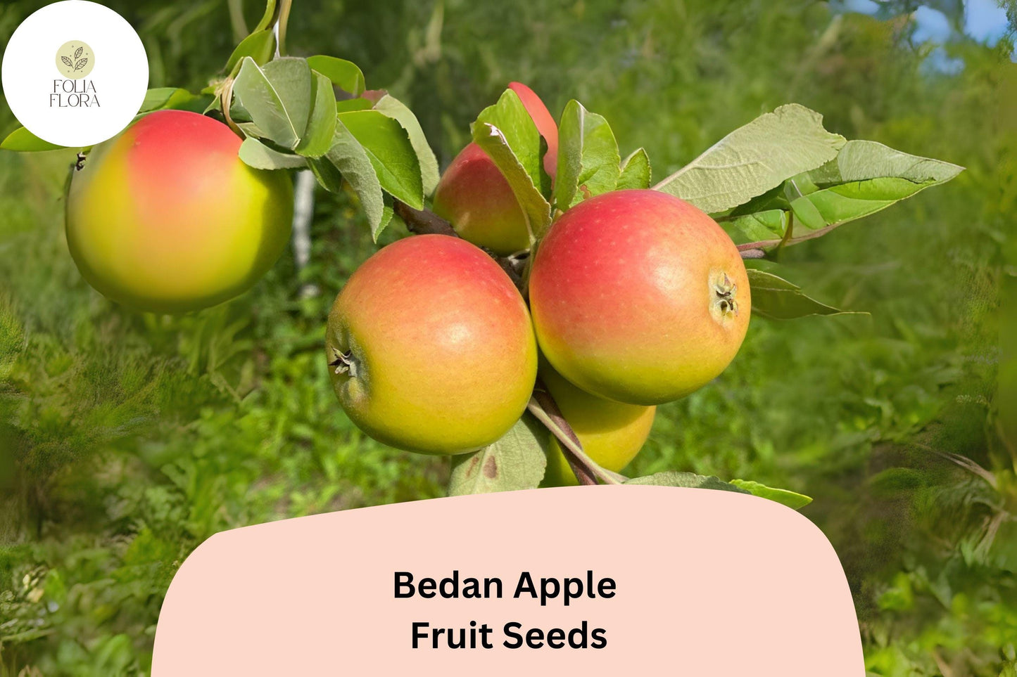 25+ Bedan Apple Seeds for Planting | Rare French Cider Apple Tree | Heirloom Sweet Sharp Fruit | Garden Orchard Seeds