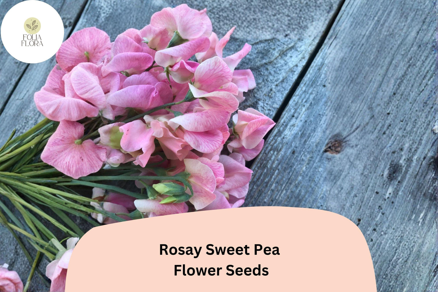 Rosay Sweet Pea Seeds | Lathyrus odoratus Soft Pink Blooms Garden Planting (50+ Seeds)