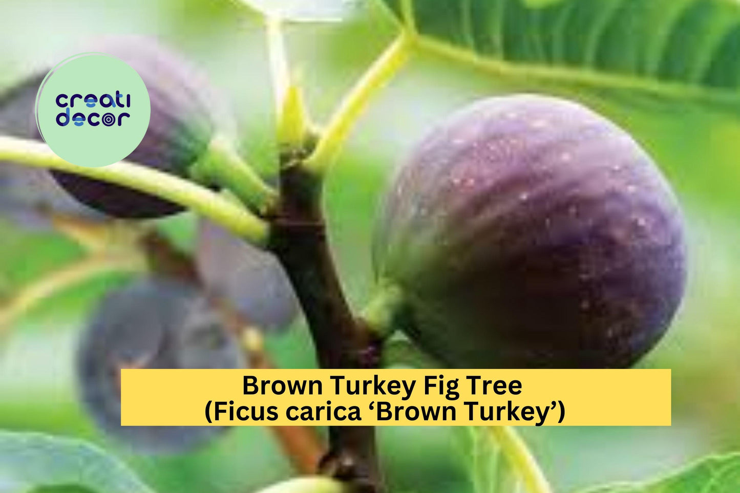 Brown Turkey Fig Tree | Live Bare Root Starter Plug | Ficus carica Fruit Tree for Garden, Patio, or Orchard Planting