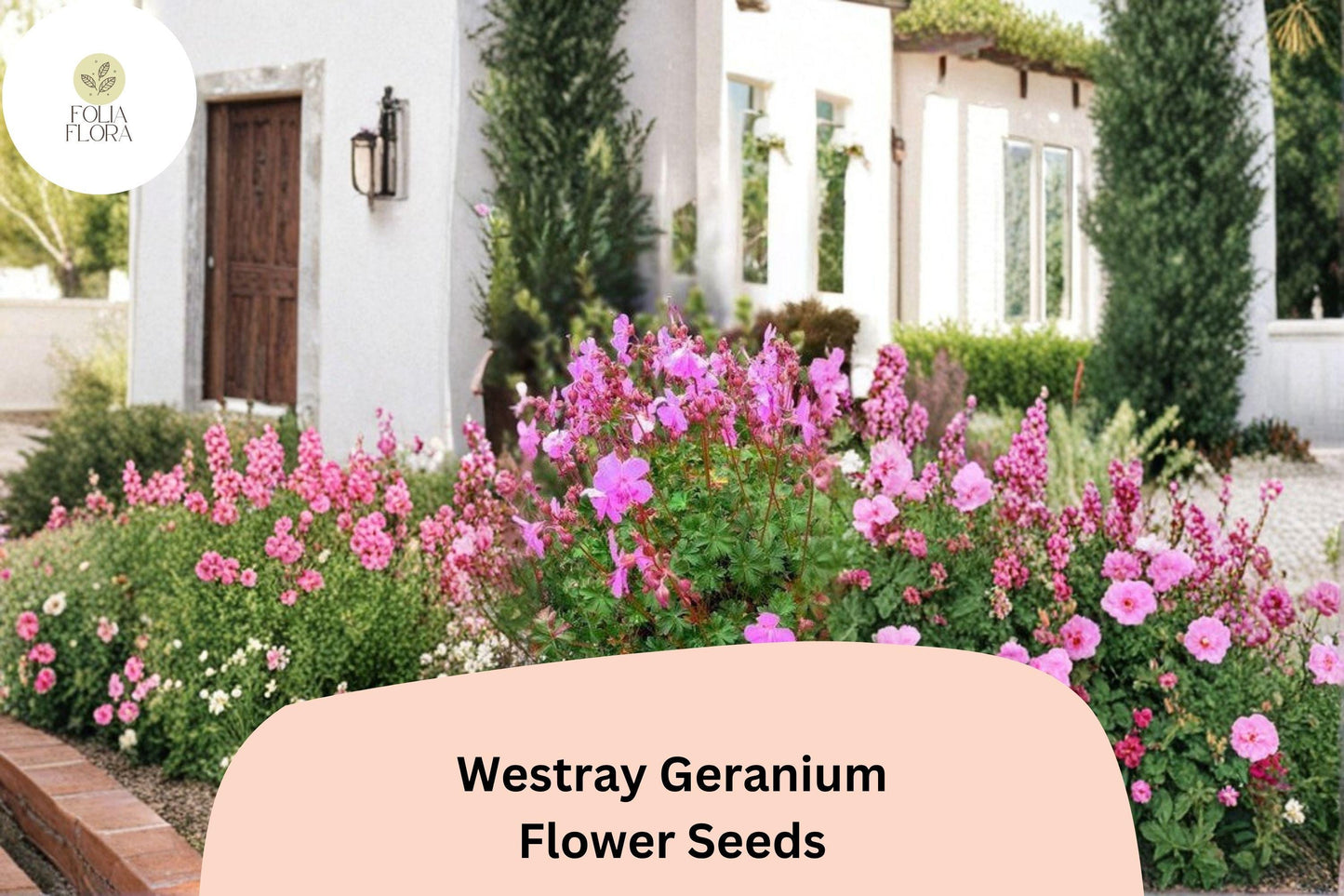 25+ Westray Geranium Seeds | Perennial Cranesbill | Pink Blooms for Garden Beds & Borders