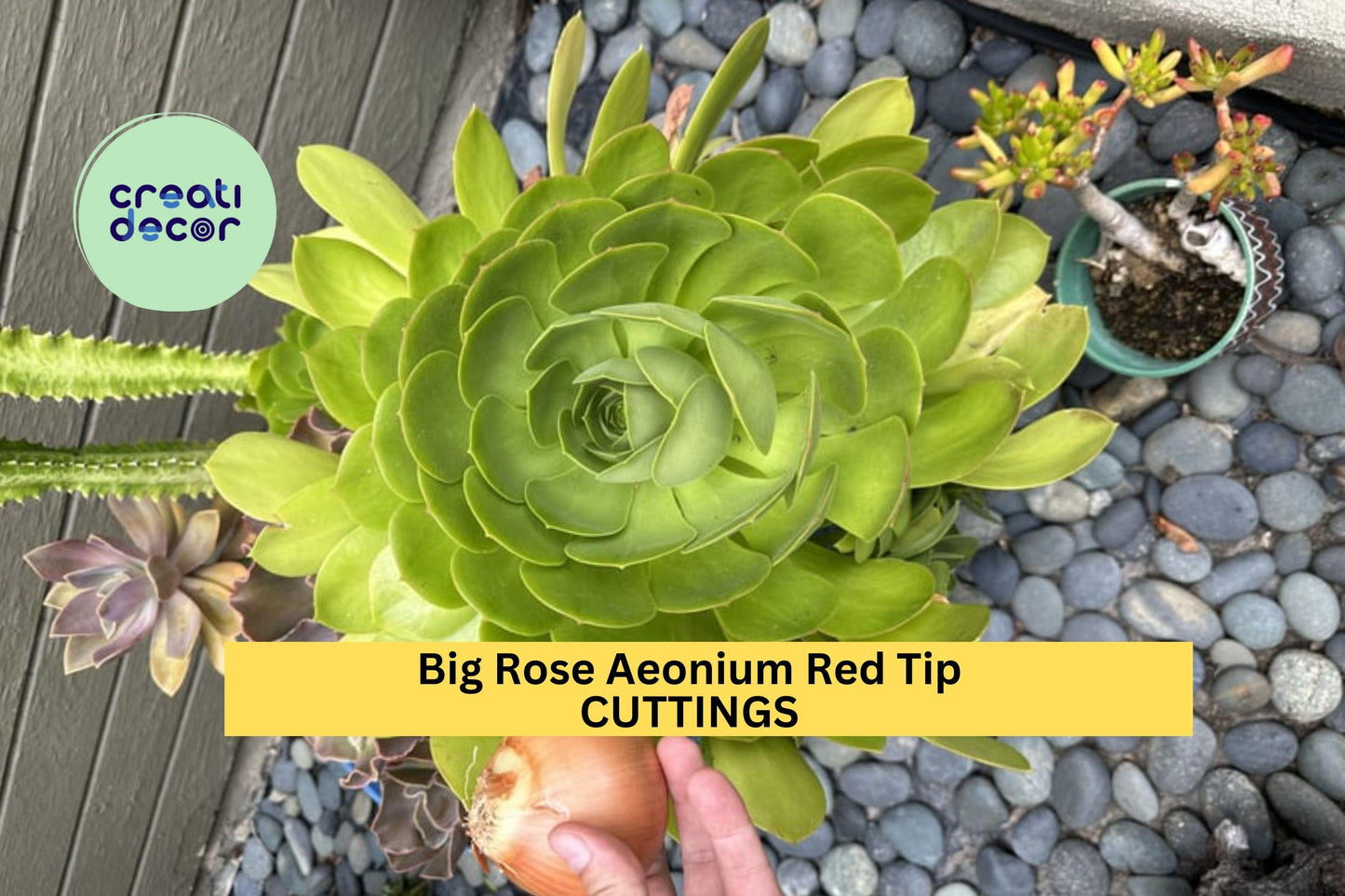 10 Rose Aeonium Cuttings – 6–8” Wide Rosettes with Red Tips | Large Unrooted Succulent Clippings for Pots, Rock Gardens, or Landscapes