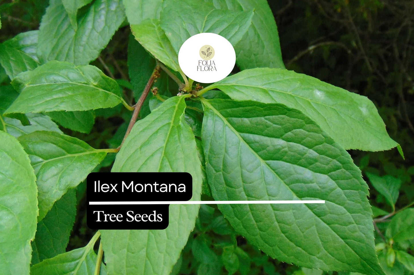 500mg Ilex Montana, Mountain Holly, Evergreen Shrub Seeds, Hardy Berry Plant
