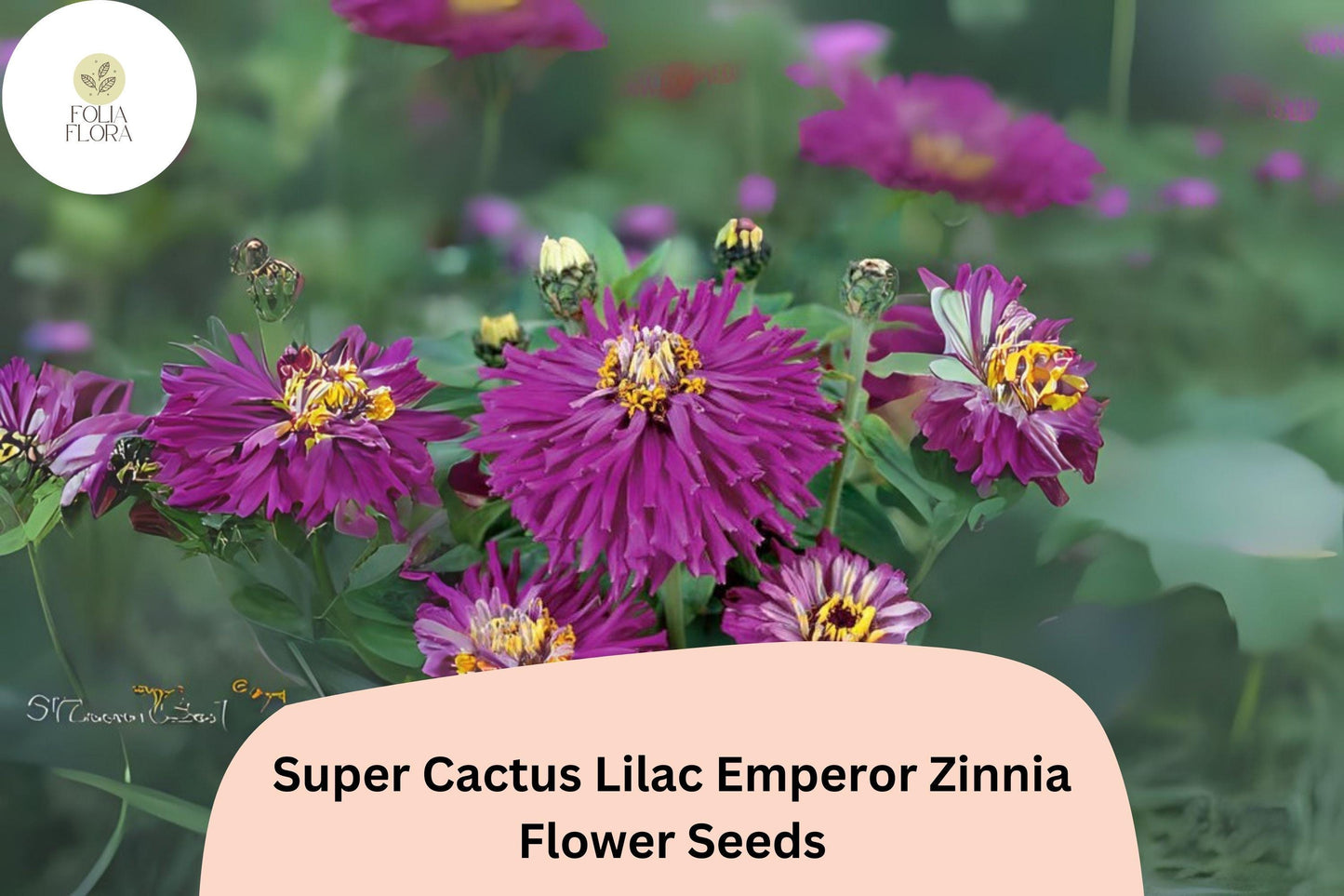 100+ Super Cactus Lilac Emperor Zinnia Seeds – Large Non-GMO Annual Flowers for Garden Planting & Cut Bouquets