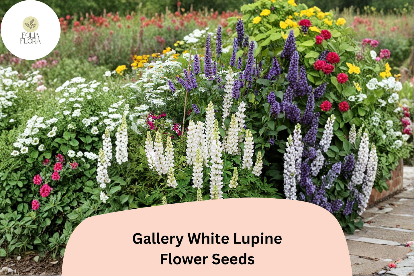 25+ Gallery White Lupine Seeds for Garden Planting | Lupinus polyphyllus | Perennial Cottage Garden Blooms