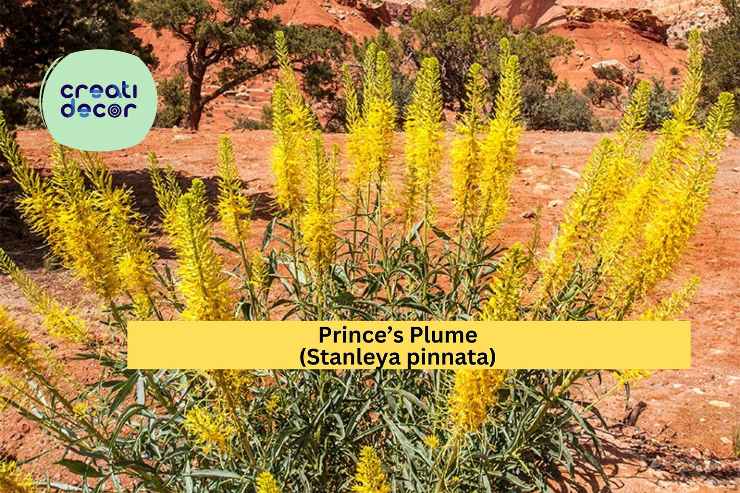Prince’s Plume Seeds (Stanleya pinnata) – 40 Native Wildflower Seeds | Yellow Perennial | Drought-Tolerant | Pollinator Friendly