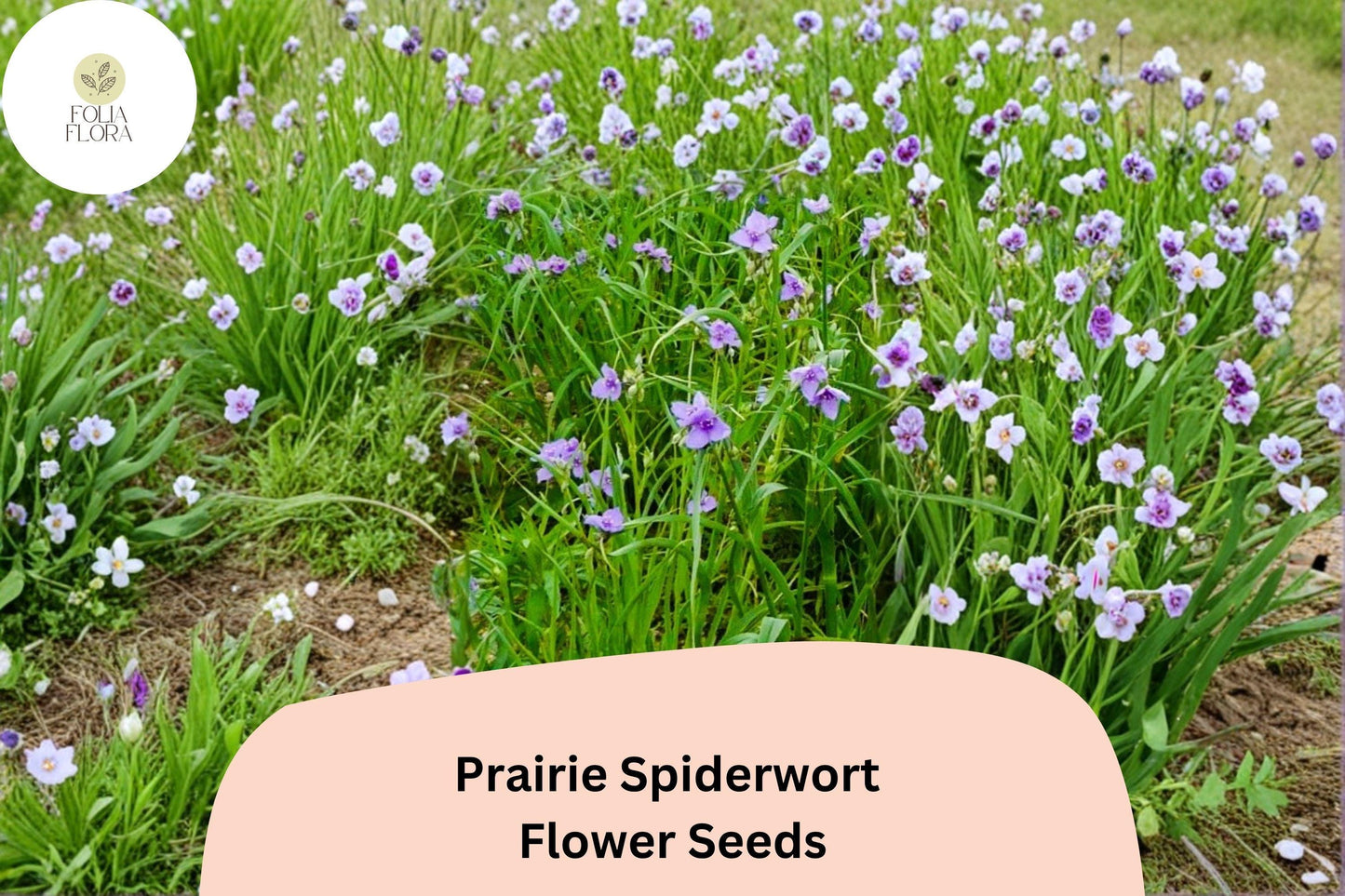 150 Tradescantia bracteata Seeds | Prairie Spiderwort | Native Purple Wildflower for Garden & Pollinators