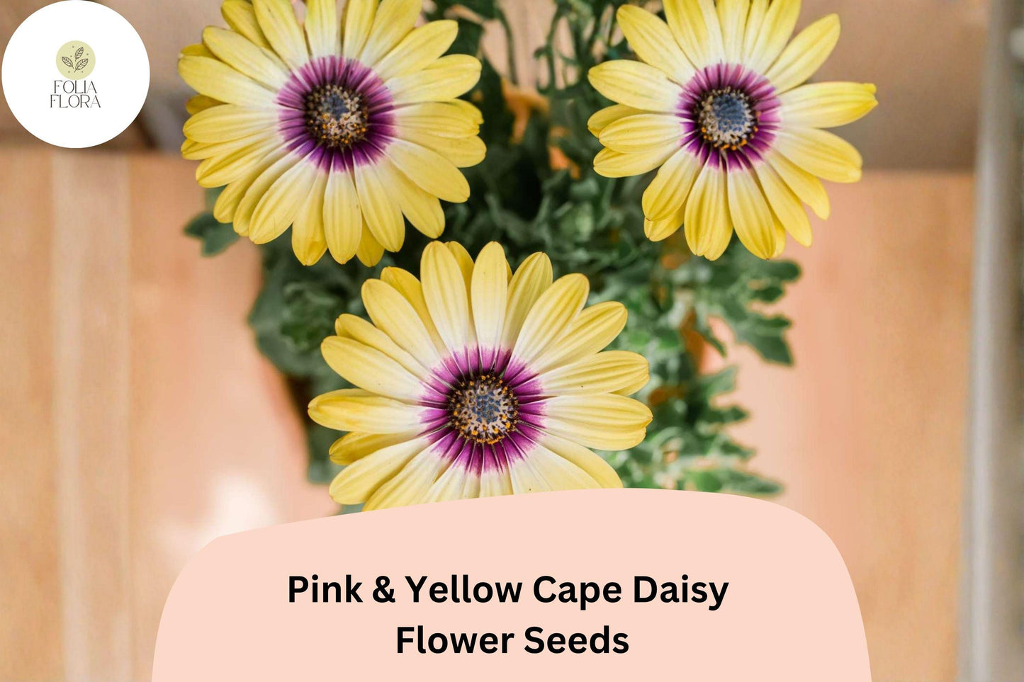 200+ Pink & Yellow Cape Daisy Seeds | Osteospermum ecklonis | Vibrant Bi-Color Blooms | Easy Garden Flower