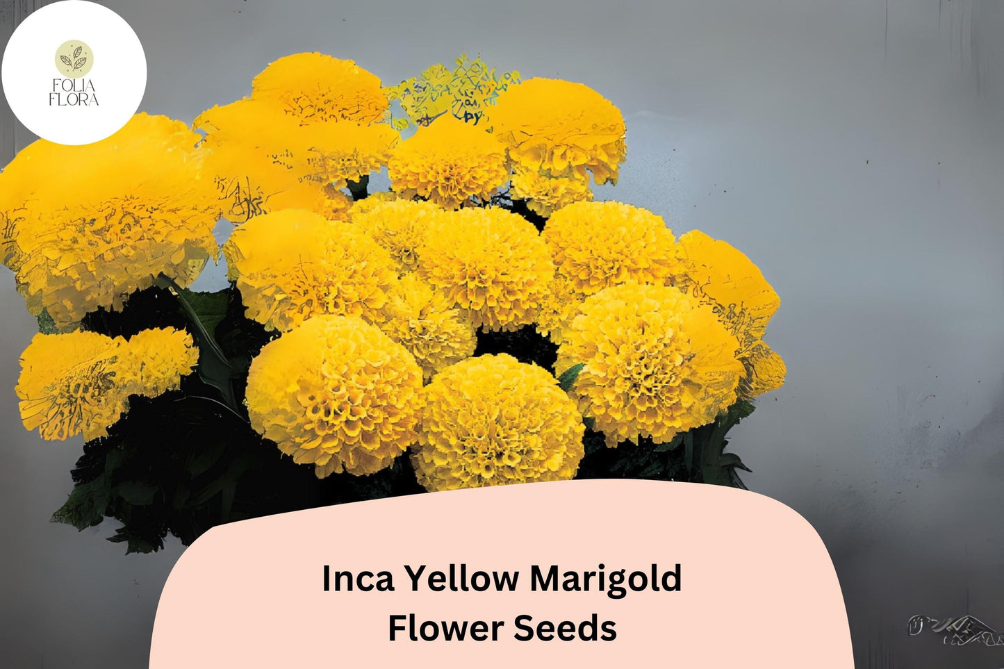 25+ Inca Yellow Marigold Seeds | Tagetes erecta | Bright Yellow Blooms | Easy Annual Flower for Garden Beds & Containers