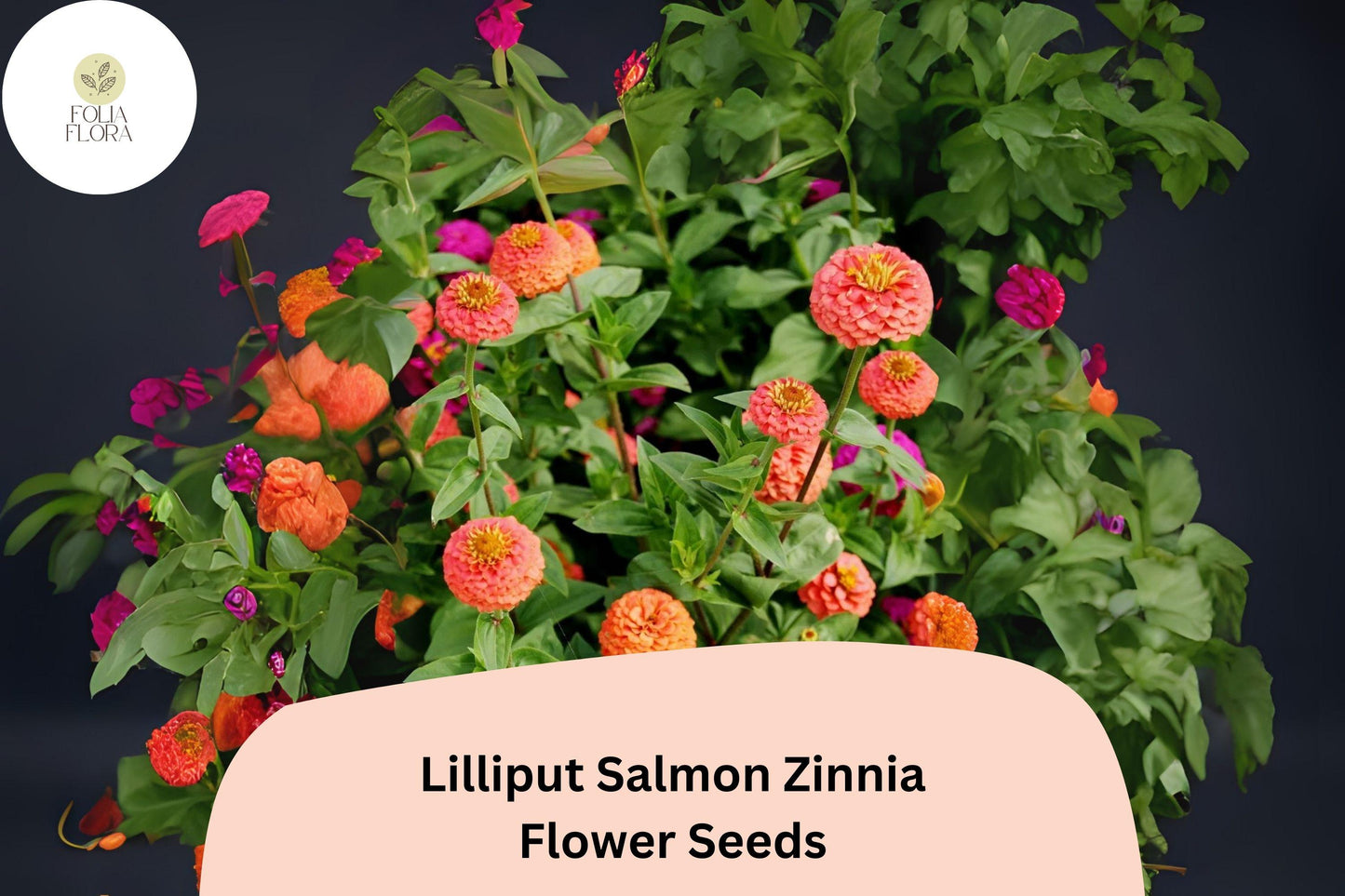 100+ Lilliput Salmon Zinnia Seeds – Mini Pompon Blooms for Borders, Beds & Summer Gardens