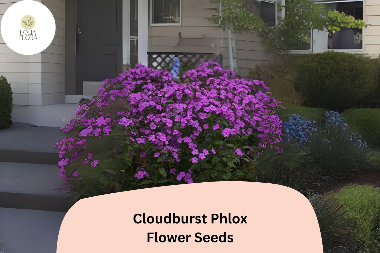 100+ Cloudburst Phlox Seeds for Garden Planting | Phlox paniculata Hybrid | Perennial Flower Seeds | Purple-Magenta Blooms