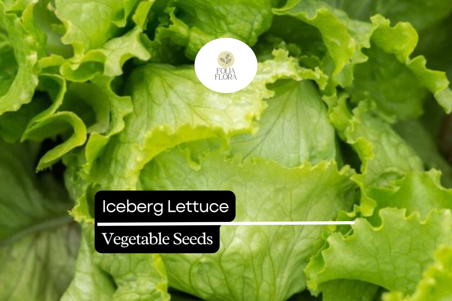 1000 Iceberg Lettuce Seeds – Lactuca sativa – Crisp, Refreshing, Great for Salads, Sandwiches, High-Yield, Non-GMO