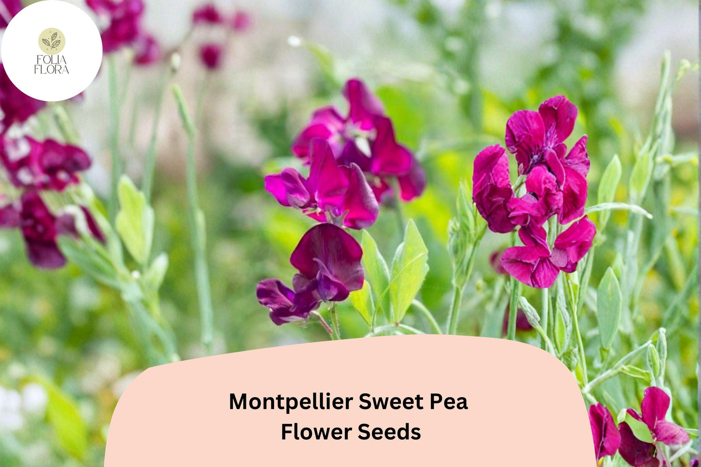 Montpellier Sweet Pea Seeds | Lathyrus odoratus Tall Climbing Flower Vine (50+ Seeds)