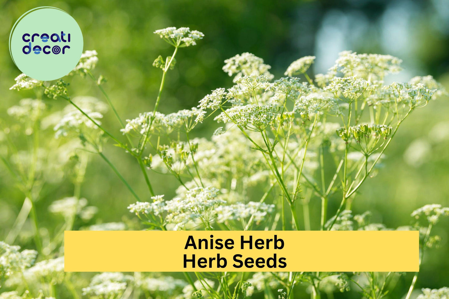 3pcs of 250mg Anise Herb Seeds – Aromatic Licorice-Scented Herb for Culinary & Tea – Easy-Grow Seeds for Planting in Home Gardens