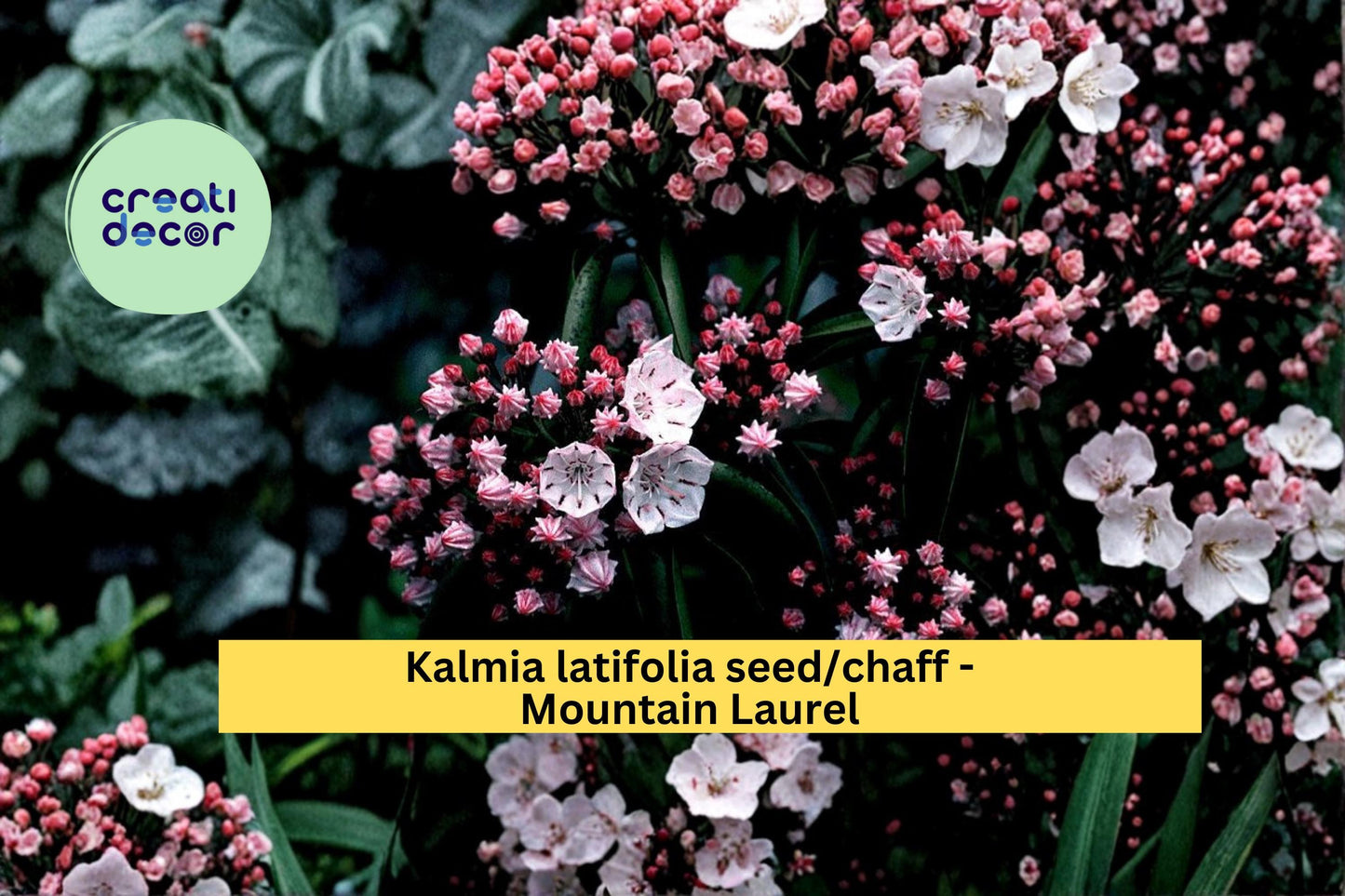 Mountain Laurel Seeds Kalmia latifolia 100 Count Native Evergreen Flowering Shrub Garden Plant Seeds