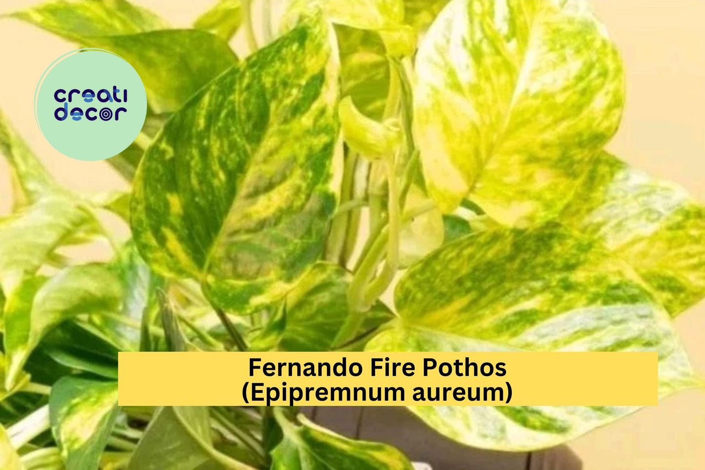 Fernando Fire Pothos Cuttings | Epipremnum aureum | 3 Fresh Unrooted Indoor Plant Cuttings