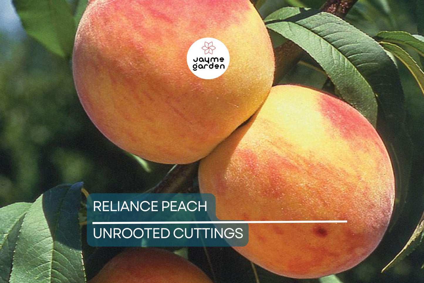 3 Reliance Peach Fruit Tree Scion Cuttings 10-12" Non-Rooted for Grafting or Rooting