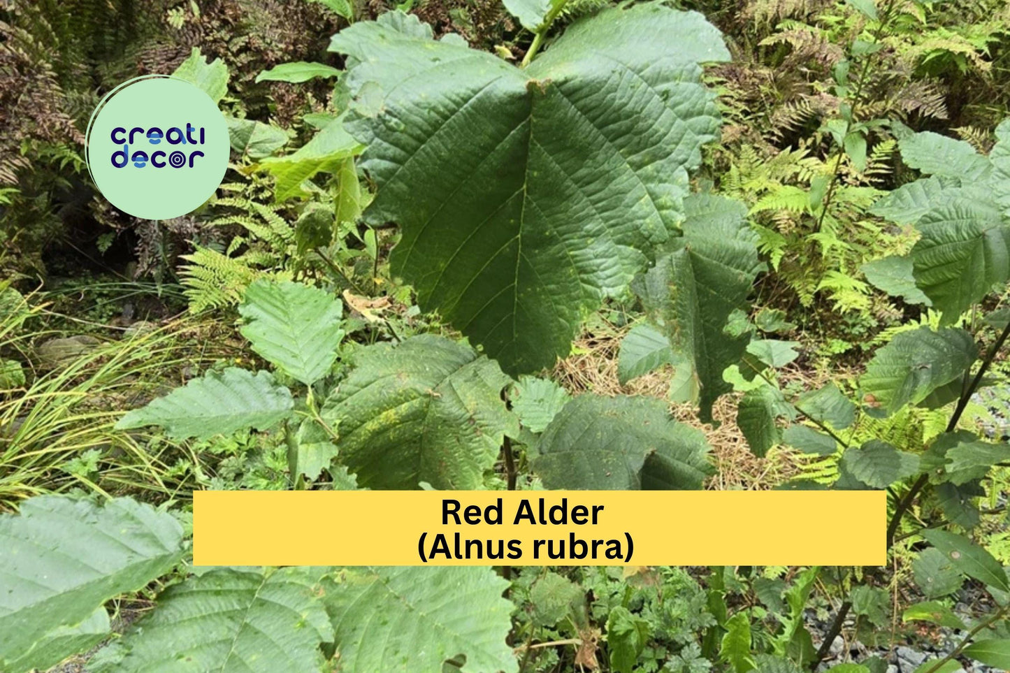 Red Alder Trees | Set of 3 Live Bare Root Seedlings 24–28" | Alnus rubra Native Oregon Alder for Reforestation & Landscaping