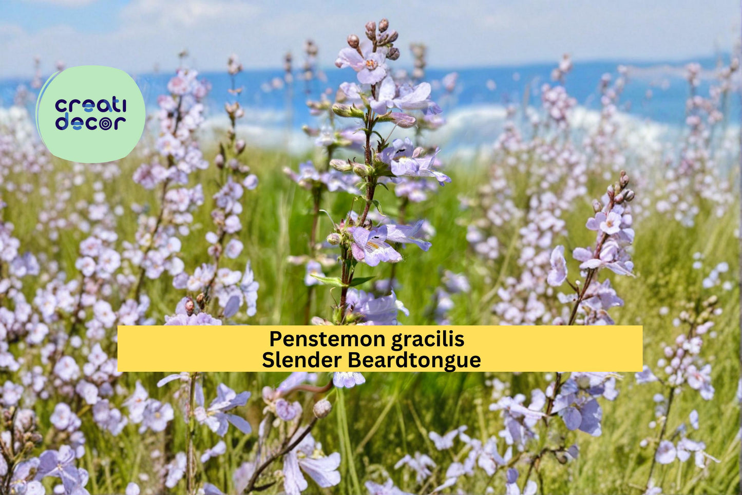 Slender Beardtongue Seeds Penstemon gracilis 100 Count Native Wildflower Garden Plant Purple Blue Flower Seeds
