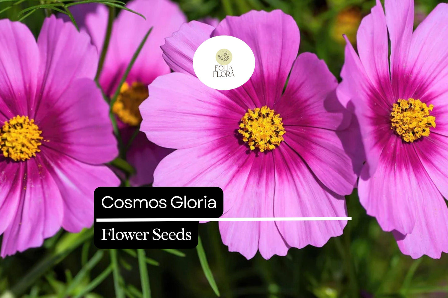 100 Seeds Cosmos Gloria (Cosmos bipinnatus) – Bright Pink Blooms, Pollinator-Friendly, Easy-to-Grow Annual Flower Seeds
