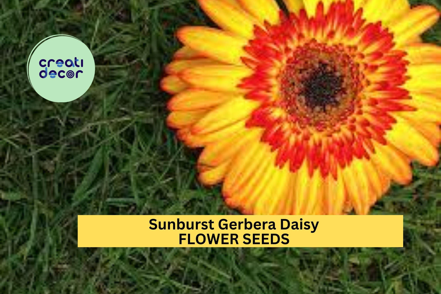 200+ Sunburst Gerbera Daisy Seeds – Bold Yellow-Orange Blooms for Garden Planting, Eye-Catching Summer Annuals – USA