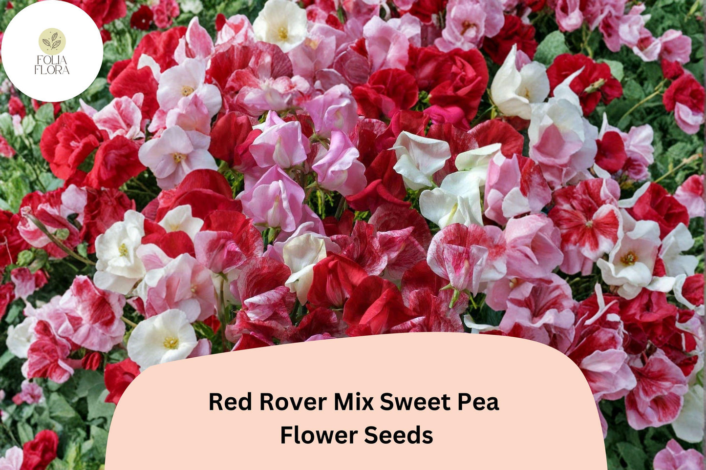 50+ Red Rover Mix Sweet Pea Seeds | Red Shades Climbing Flower Seeds for Garden