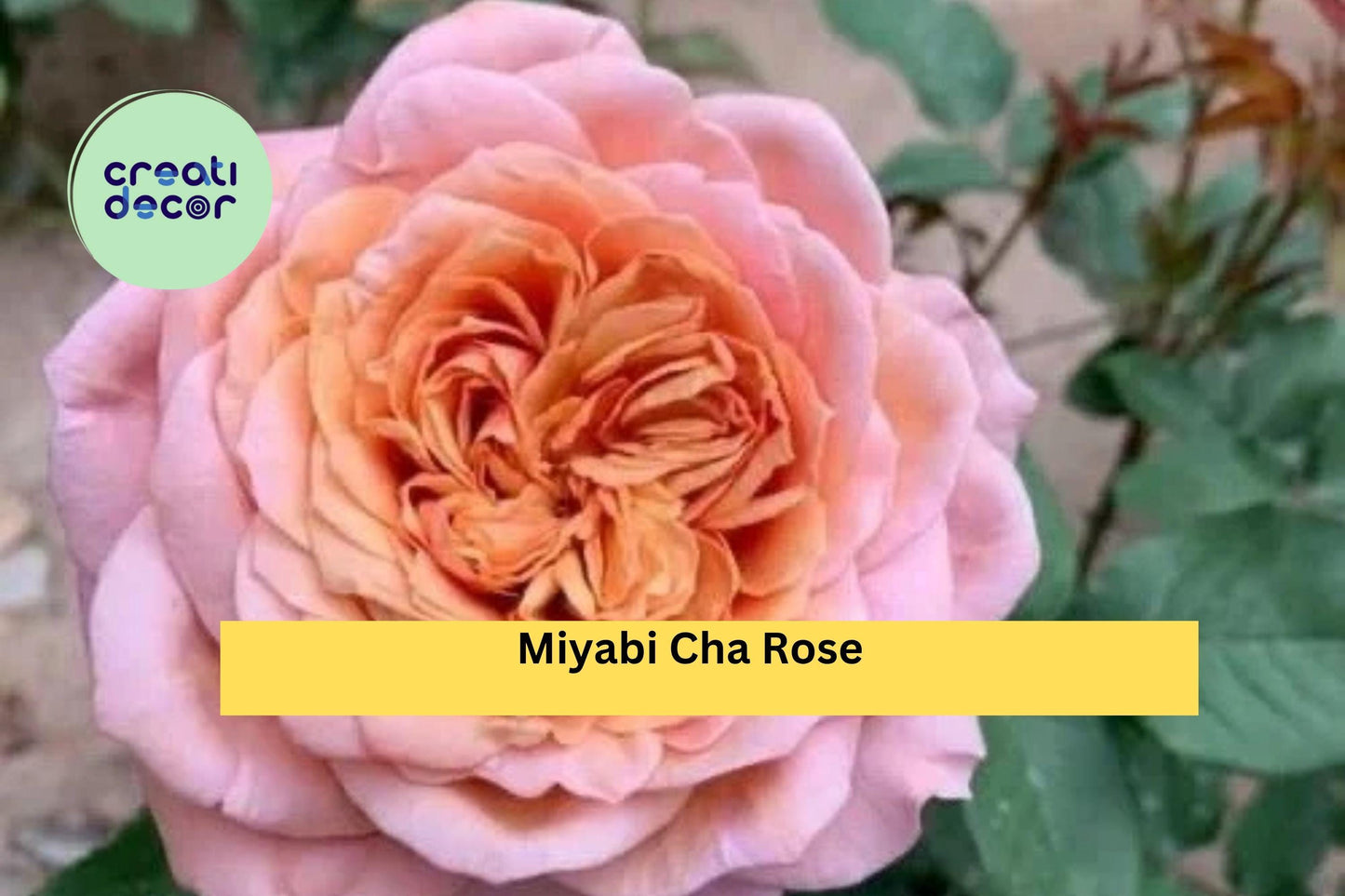 Miyabi Cha Rose Cuttings | 3 Rare Rose Stems for Rooting or Grafting | Unique Garden Rose Variety