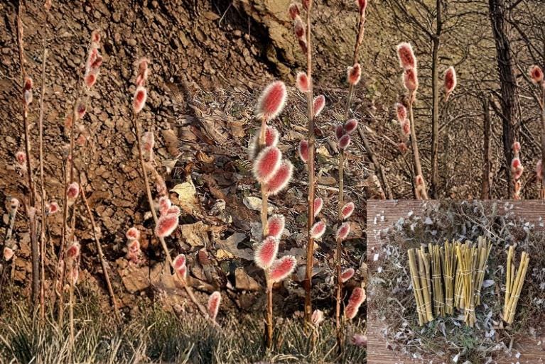 French Pussy Willow 10 Cuttings Unrooted (Salix caprea) Fast Growing Shrub