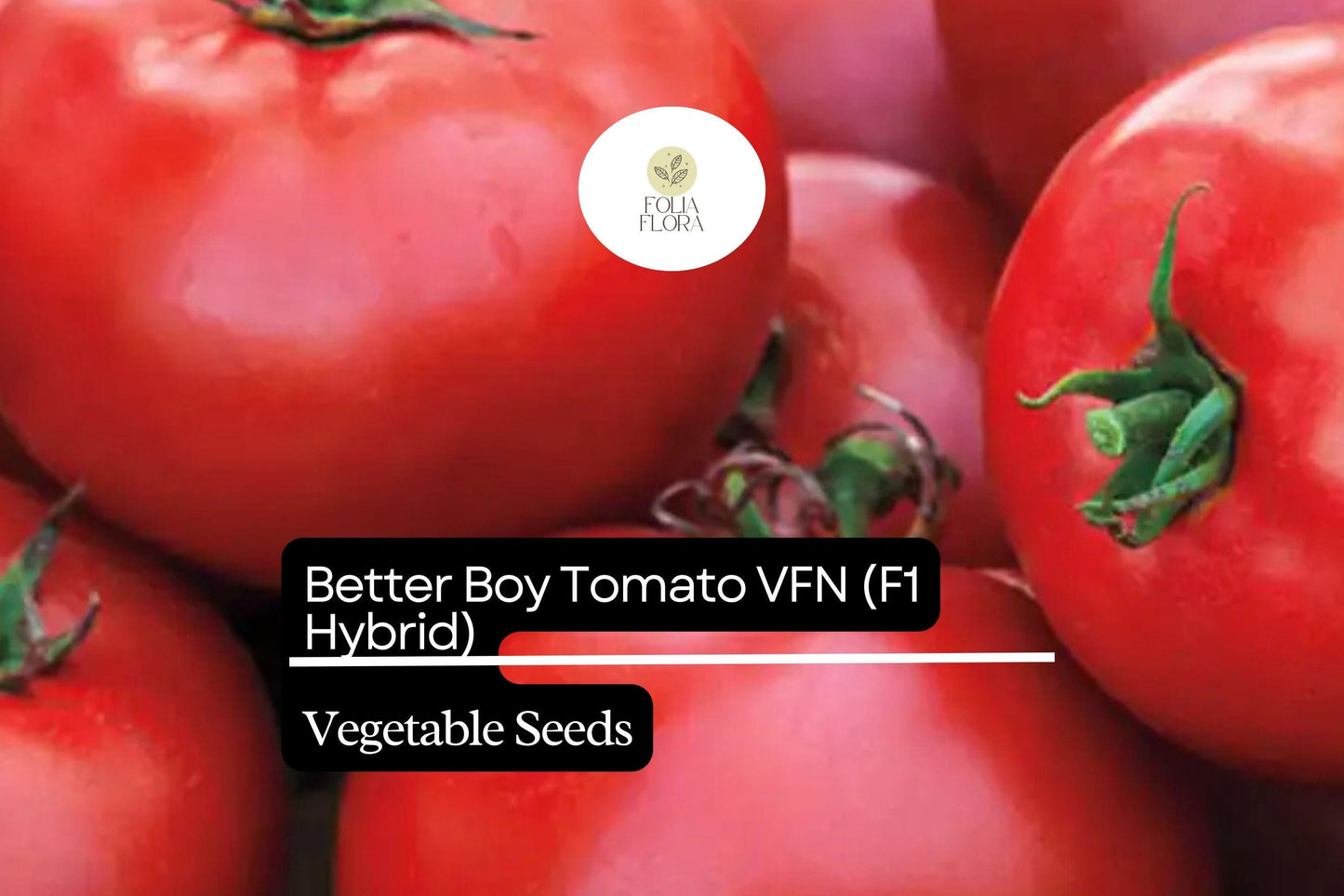 10 Seeds Better Boy Tomato VFN, Solanum Lycopersicum, High-Yield Hybrid Variety