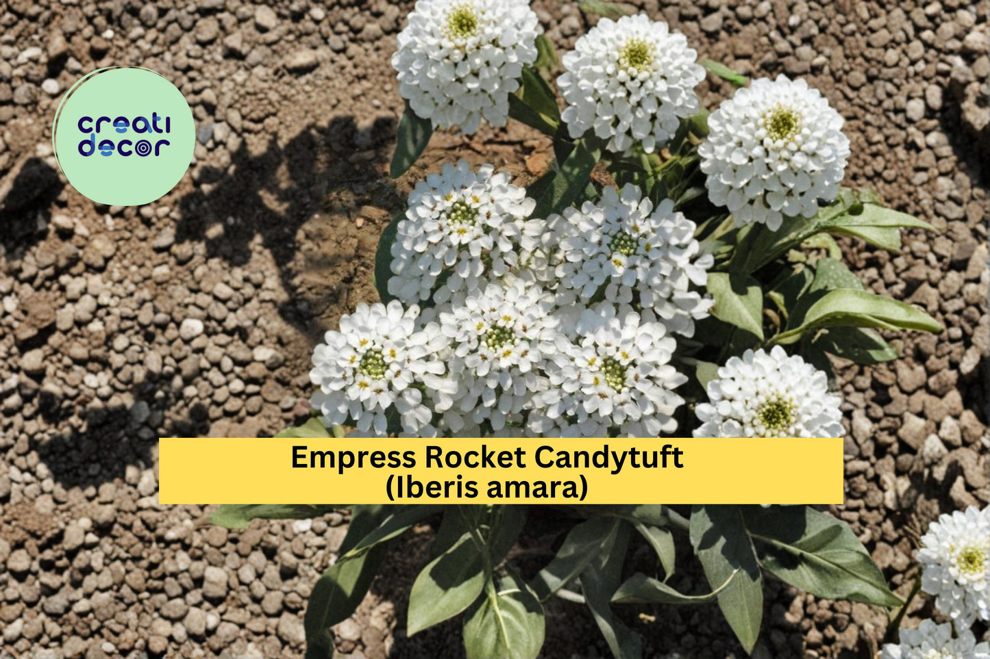 Empress Rocket Candytuft Seeds Iberis amara 100 Count White Flower Garden Plant Seeds Annual Border Flower