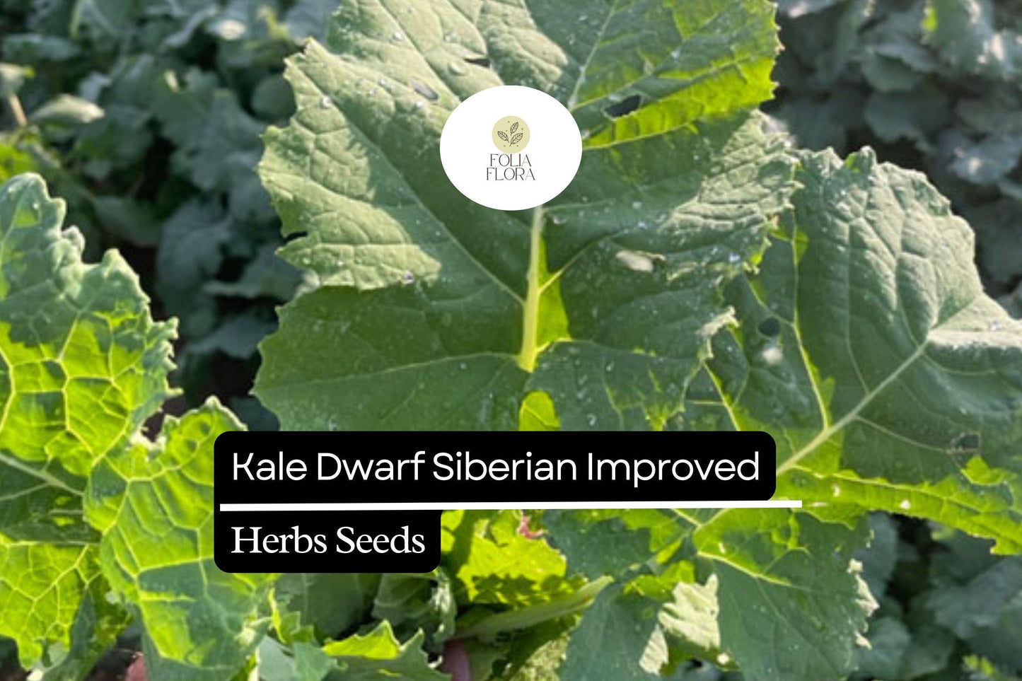 300 Seeds Kale Dwarf Siberian Improved Brassica oleracea | Non-GMO, Heirloom, Nutritious, Easy to Grow, Perfect for Winter Greens