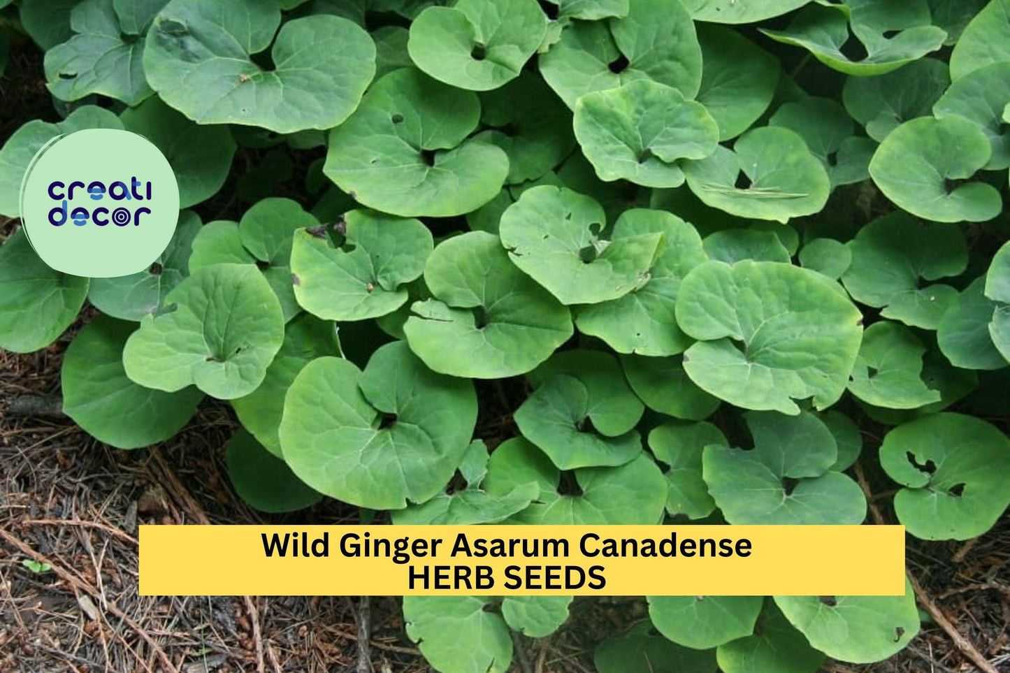 1pcs of 100mg Wild Ginger Seeds – Asarum canadense for Shade Gardens, Native Ground Cover, or Woodland Landscaping Seeds for Planting