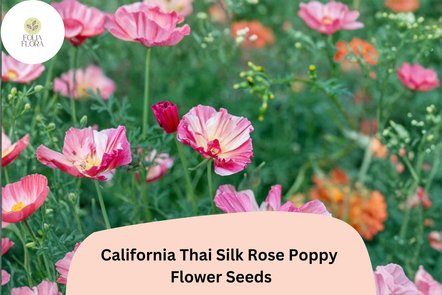 200+ California Thai Silk Rose Poppy Seeds for Garden Planting - Elegant Pink Wildflowers