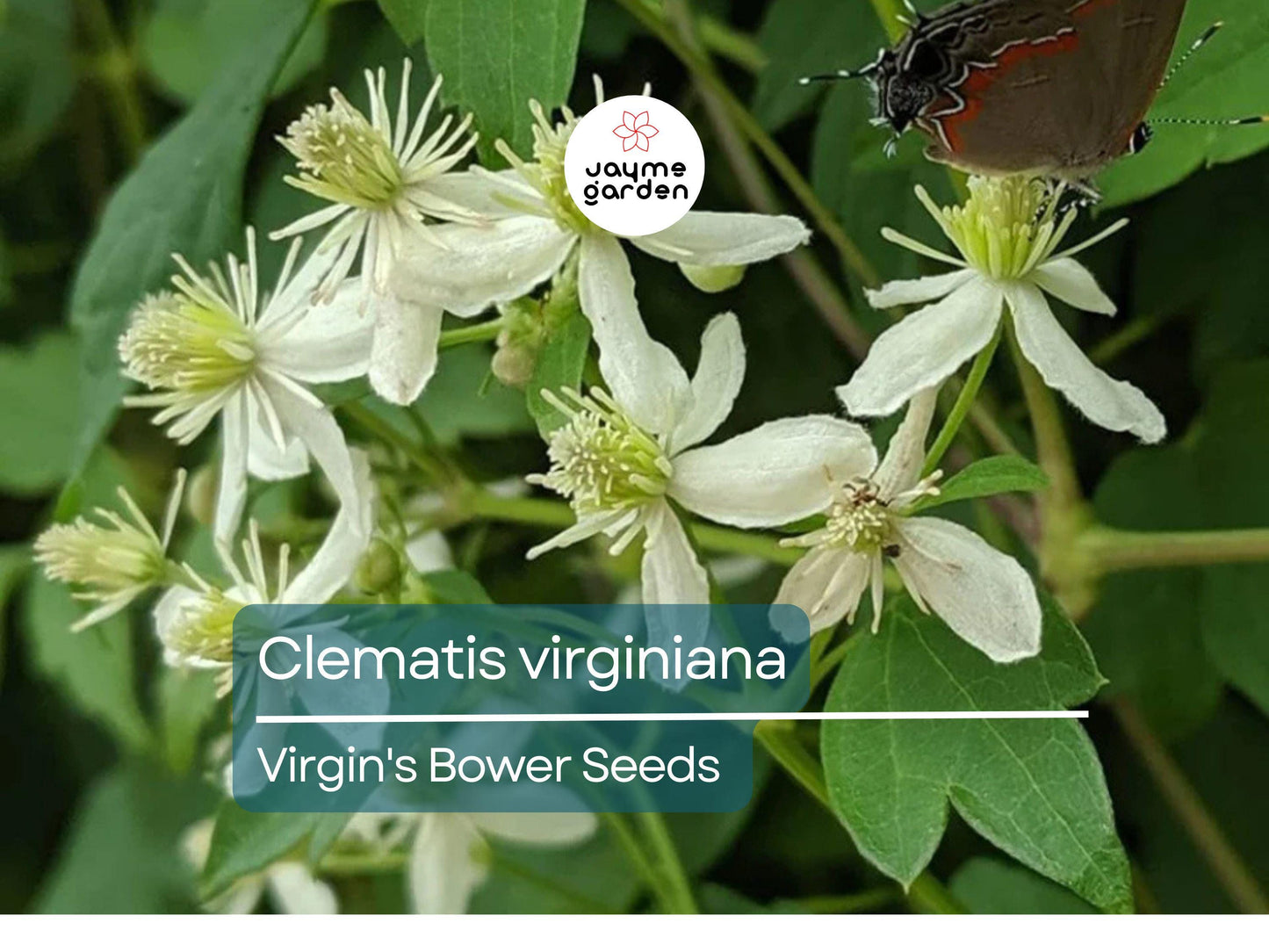 50 Seeds Clematis Virginiana | Virgin's Bower for Planting | Native Climbing Vine | White Flowers | Pollinator Friendly Perennial Gardens