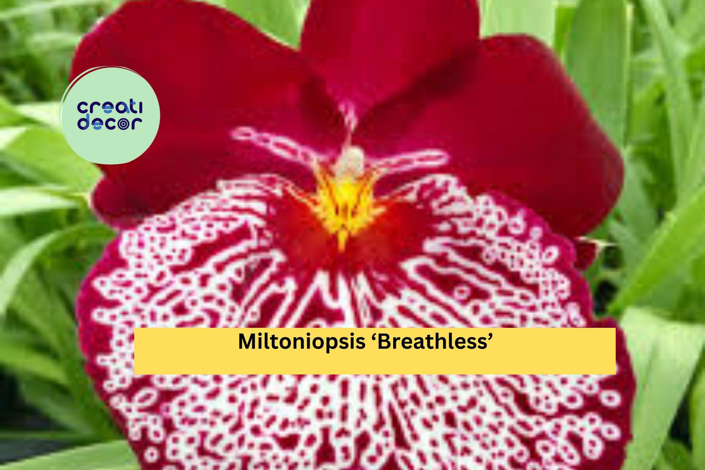 Miltoniopsis ‘Breathless’ Orchid – 1 Bare Root Bulb, Pansy Orchid Starter Plant