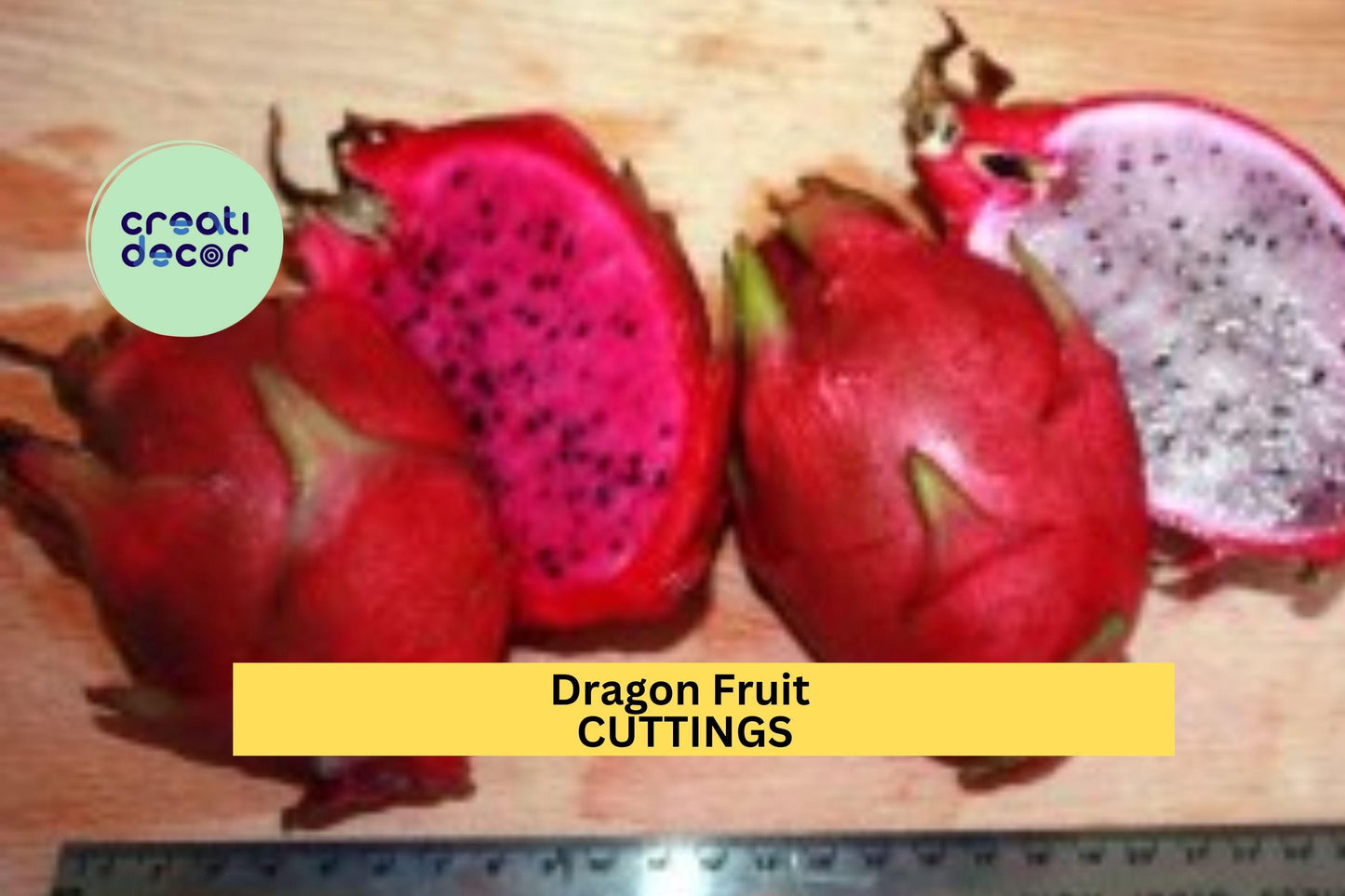 10 Unknown Dragon Fruit Cuttings – 8–14” Unrooted Stems | Hylocereus Variety for Propagation | Cactus Vines for Pots or Trellises