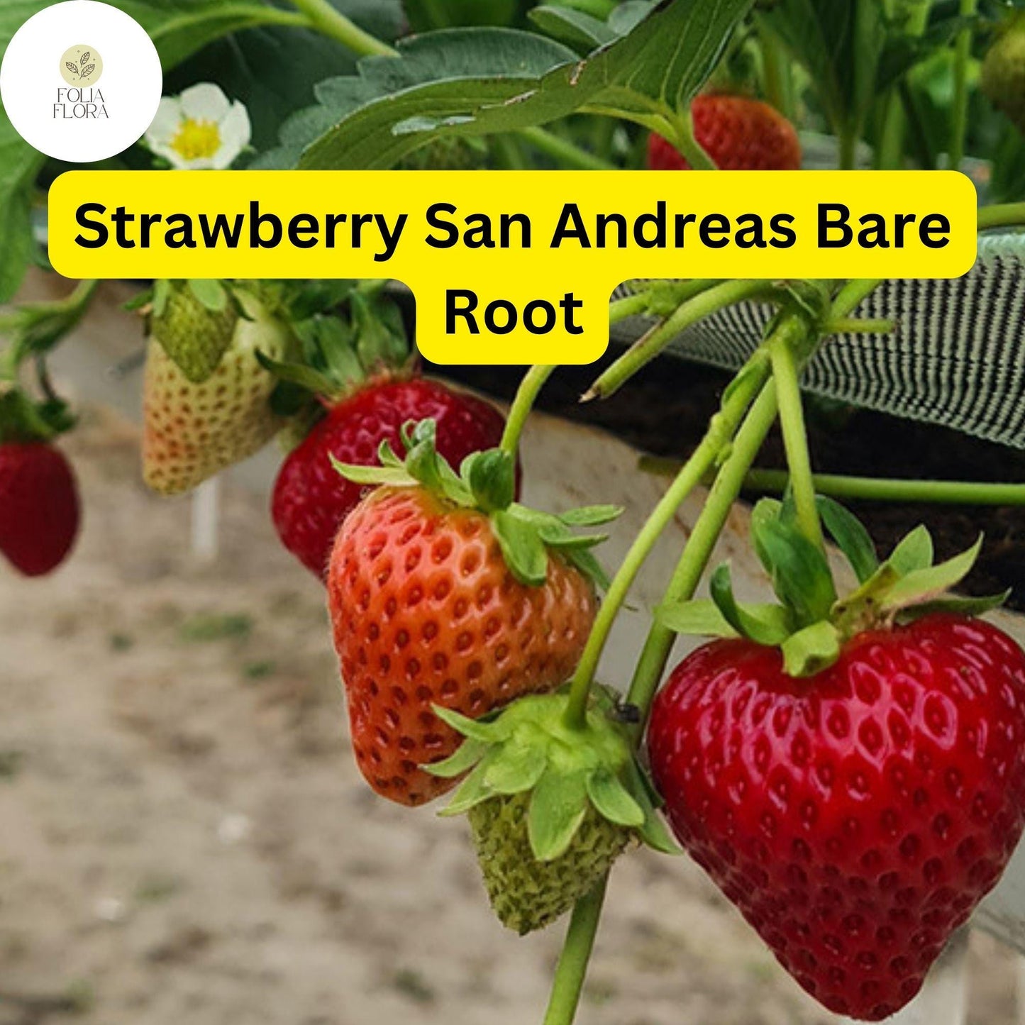 10 Bare Root Everbearing Strawberry Plants "San Andreas" for Zones 4-9