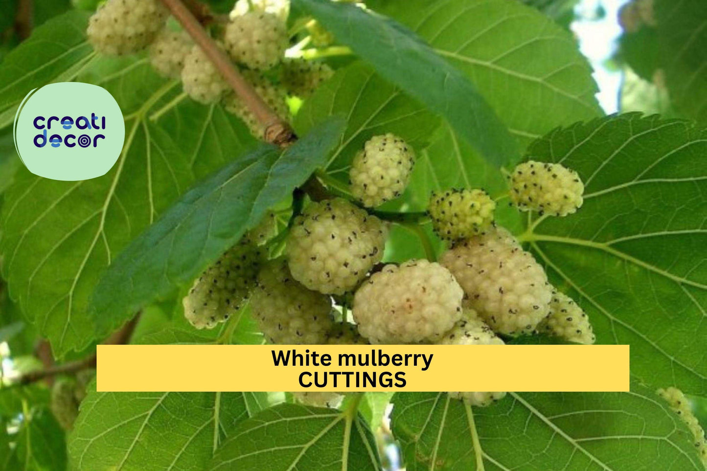 15 White Mulberry Cuttings | Morus Alba Organic Starter Wood | 6–8" Cuttings | Cold Hardy Fruit Tree | Sweet Berries